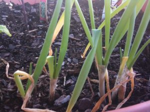 Sprouted green onions from roots
