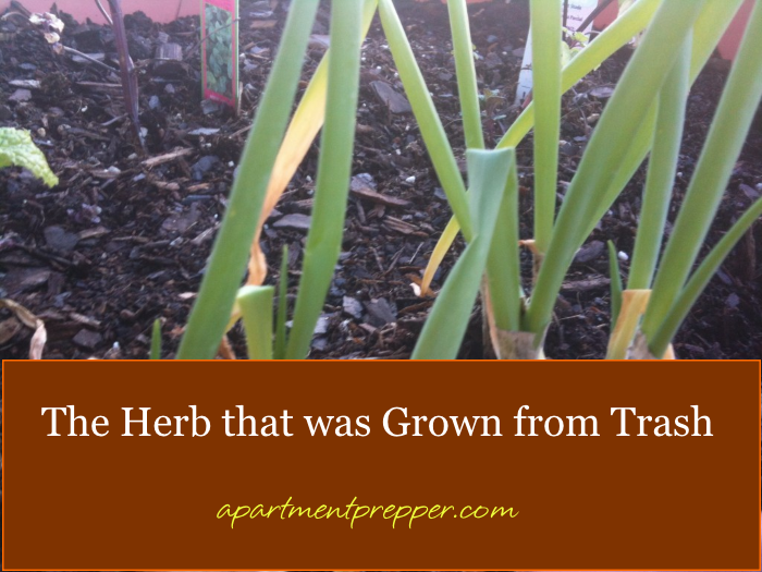 The Herb that was grown from trash1