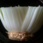 Side view of celery stump