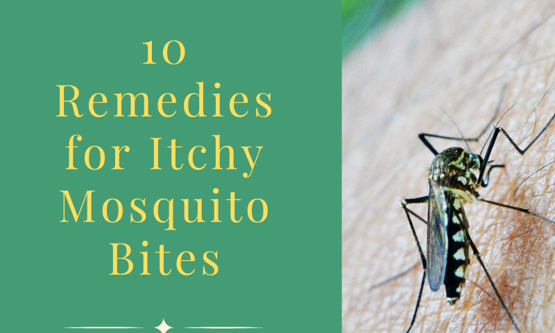 10 Remedies For Itchy Mosquito Bites Apartment Prepper