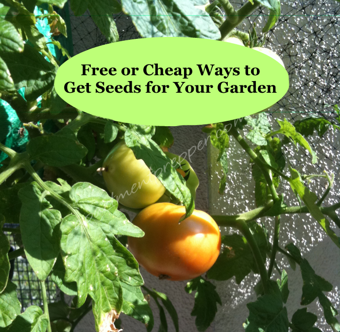 Free or Cheap Ways to Get Seeds for Your Garden